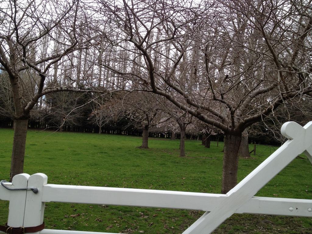Rhododendron Garden Hotell Christchurch Rom bilde