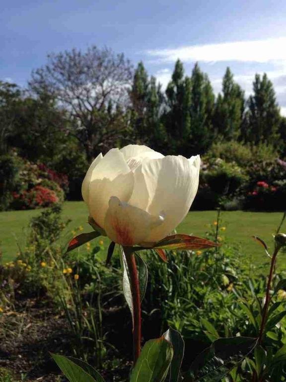 Rhododendron Garden Hotell Christchurch Rom bilde