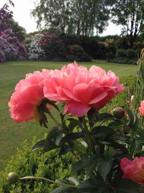 Rhododendron Garden Hotell Christchurch Eksteriør bilde